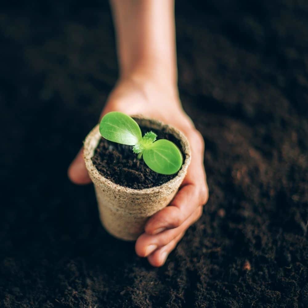 Potte om in te planten 8 x 8 cm composteerbaar-1