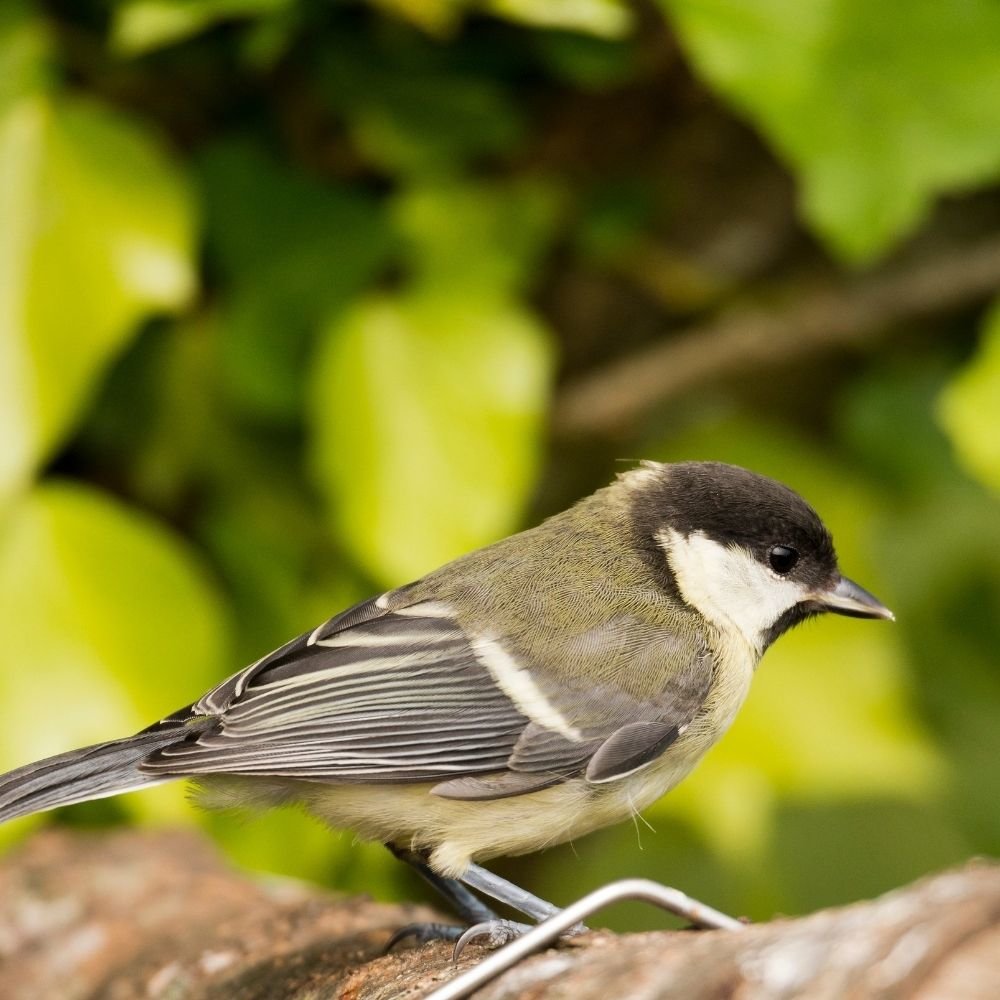 20 kg Deluxe Vogelfutter met Meelwormen zonder schillen voor Wildvogels-1